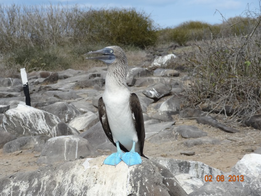 Blue Footrf Booby picture by linda